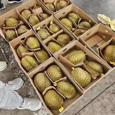 預包裝食品 4房肉以上榴蓮的供應、價格與批發指南