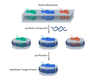 GLP1R靶點 超越降糖減重，引領(lǐng)減肥藥物新突破